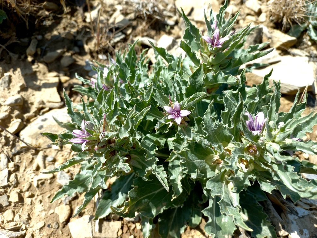 Cryptocodon