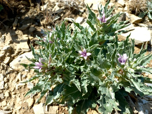 Cryptocodon monocephalus