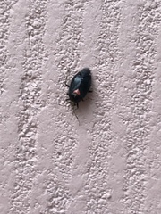 Deraeocoris sayi