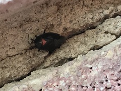 Deraeocoris sayi