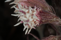 Petasites paradoxus