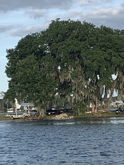 Pelecanus occidentalis