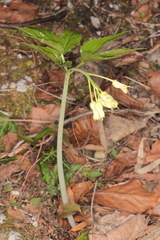 Cardamine enneaphyllos