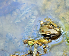 Lithobates sphenocephalus utricularius