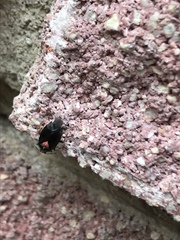 Deraeocoris sayi