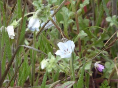 Nemophila menziesii