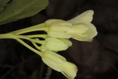 Cardamine enneaphyllos