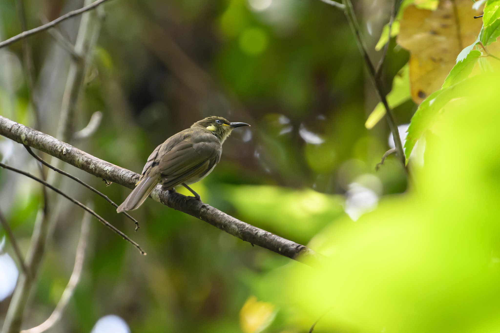Mimic Honeyeater