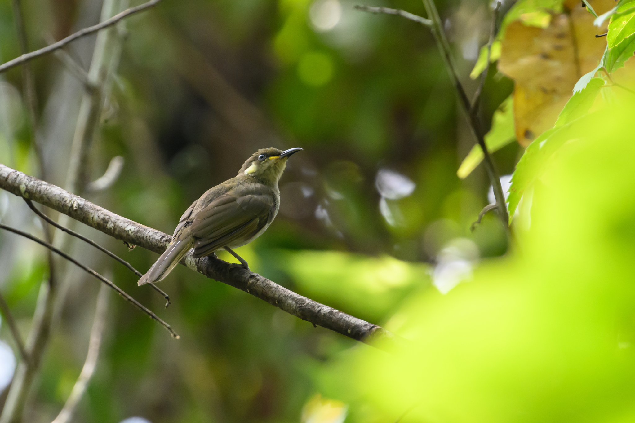 Mimic Honeyeater