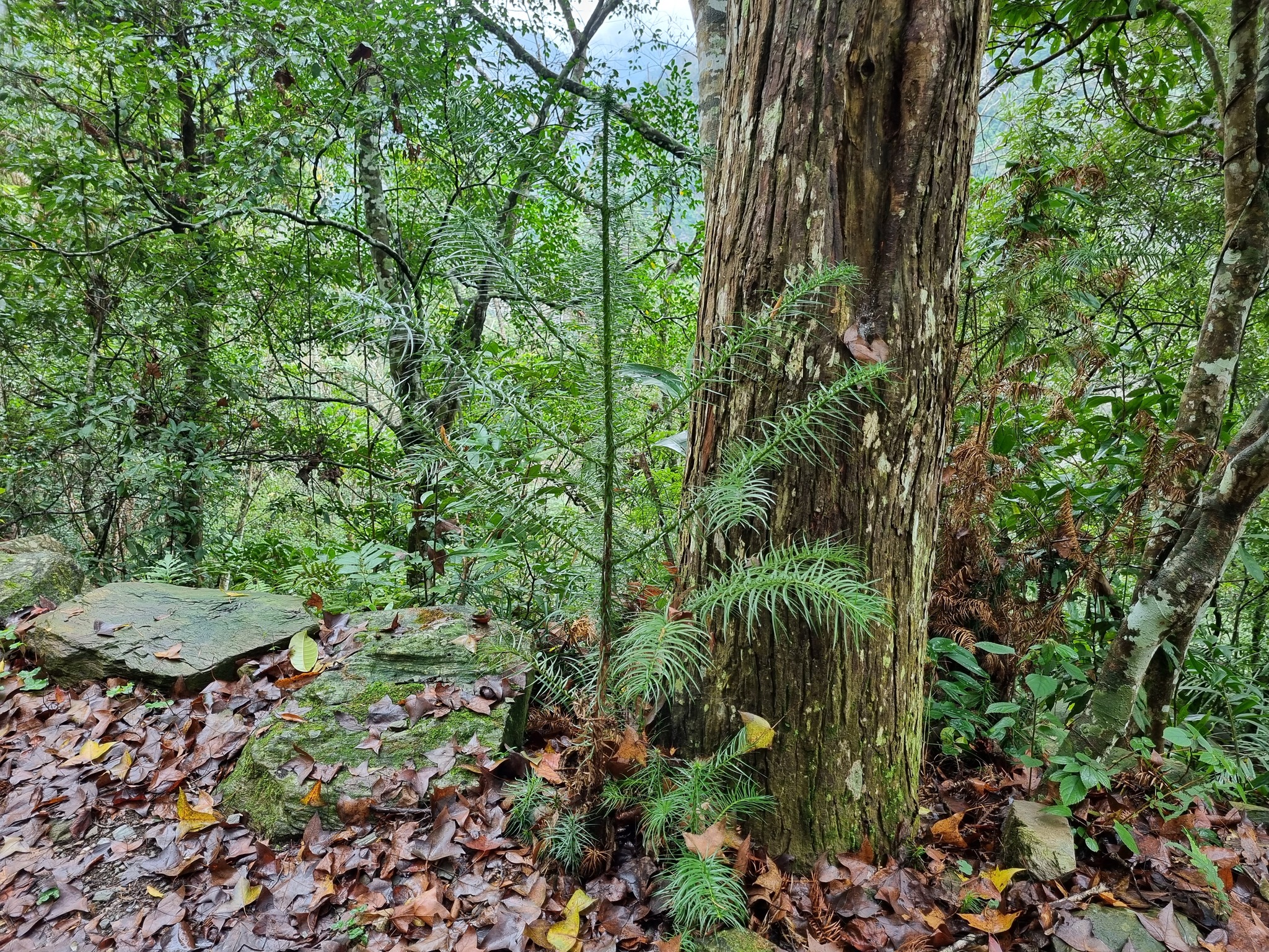 Taiwan-Fir (Cunninghamia konishii)