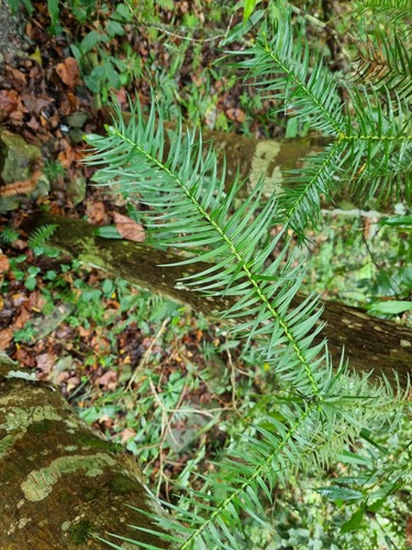 Cunninghamia konishii, photograph 4