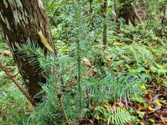 Cunninghamia konishii, photograph (c) Cesar Ormazabal, some rights reserved (CC BY)