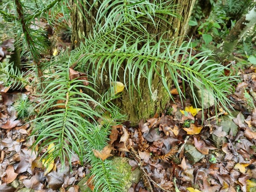 Cunninghamia konishii, photograph 2
