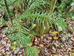 Cunninghamia konishii, photograph (c) Cesar Ormazabal, some rights reserved (CC BY)