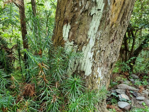 Cunninghamia konishii
