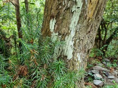 Cunninghamia konishii