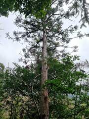 Cunninghamia konishii, photograph (c) Cesar Ormazabal, some rights reserved (CC BY)