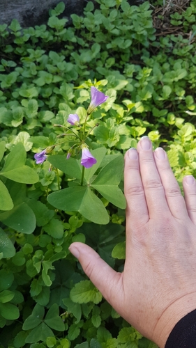 Oxalis latifolia