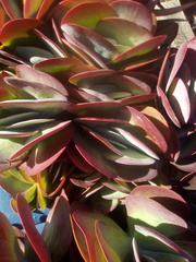 Kalanchoe luciae