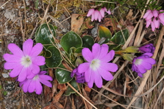 Primula clusiana