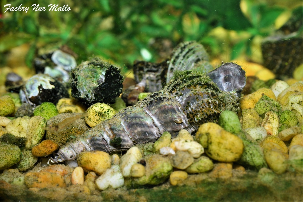 Tylomelania kuli