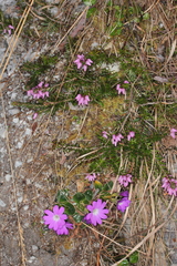Primula clusiana