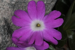 Primula clusiana