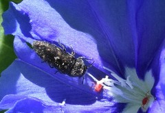 Acmaeodera tubulus