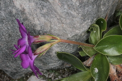 Primula clusiana