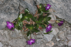 Primula clusiana