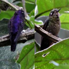 Ramphomicron microrhynchum