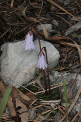 Soldanella austriaca