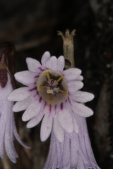 Soldanella austriaca