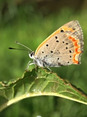 Lycaena phlaeas daimio