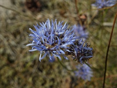 Jasione montana