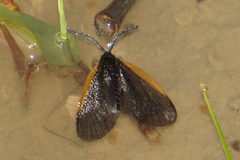 Pyromorpha caelebs