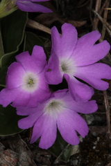 Primula clusiana