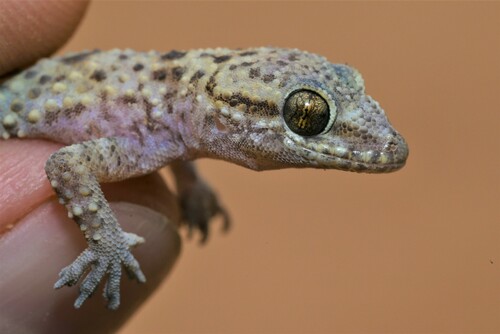 West Arabian Half-toed Gecko, Hemidactylus granosus