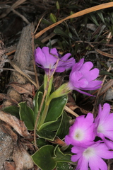 Primula clusiana