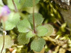 Arabis verna