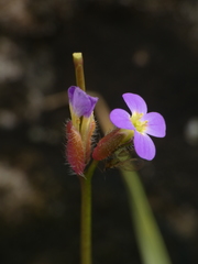 Arabis verna