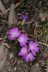 Primula clusiana