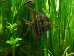 Angel Fish photo 2