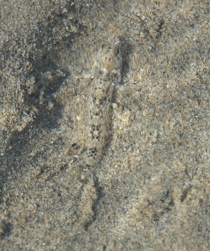 Hoeses estuariumgrondel (Silhouettea hoesei) — Gobiidae — 5