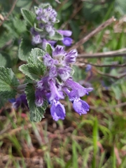 Nepeta racemosa racemosa