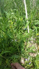 Ranunculus micranthus