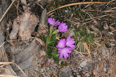Primula clusiana