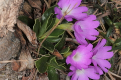 Primula clusiana