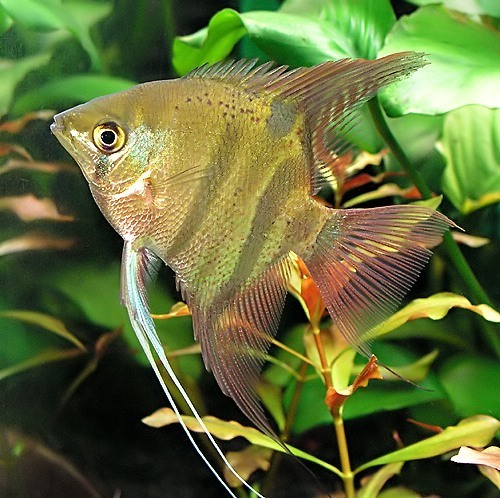 Dwarf Angelfish