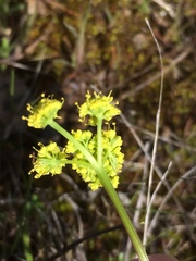 Lomatium cookii